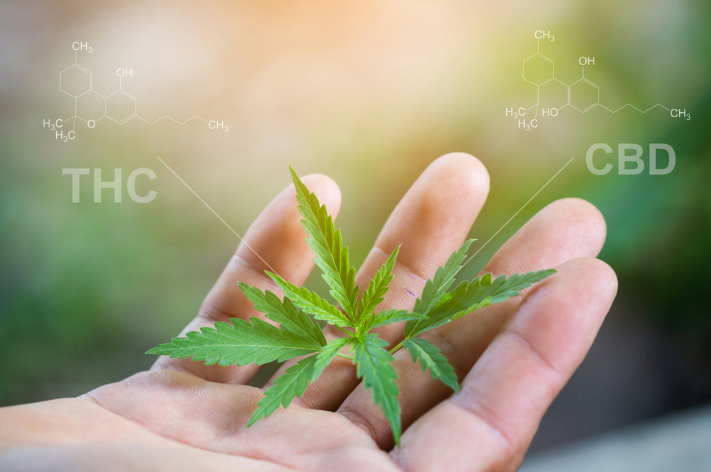 CBD vs THC: What's the difference? Which cannabis compound is more beneficial?